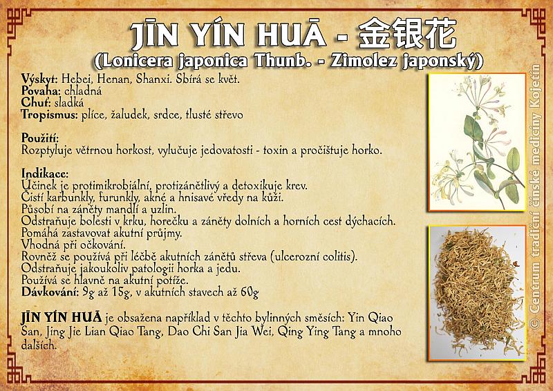 Právě si prohlížíte BYLINA – JIN YIN HUA