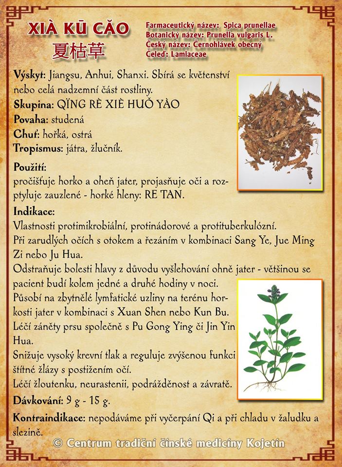 Právě si prohlížíte BYLINA – XIA KU CAO