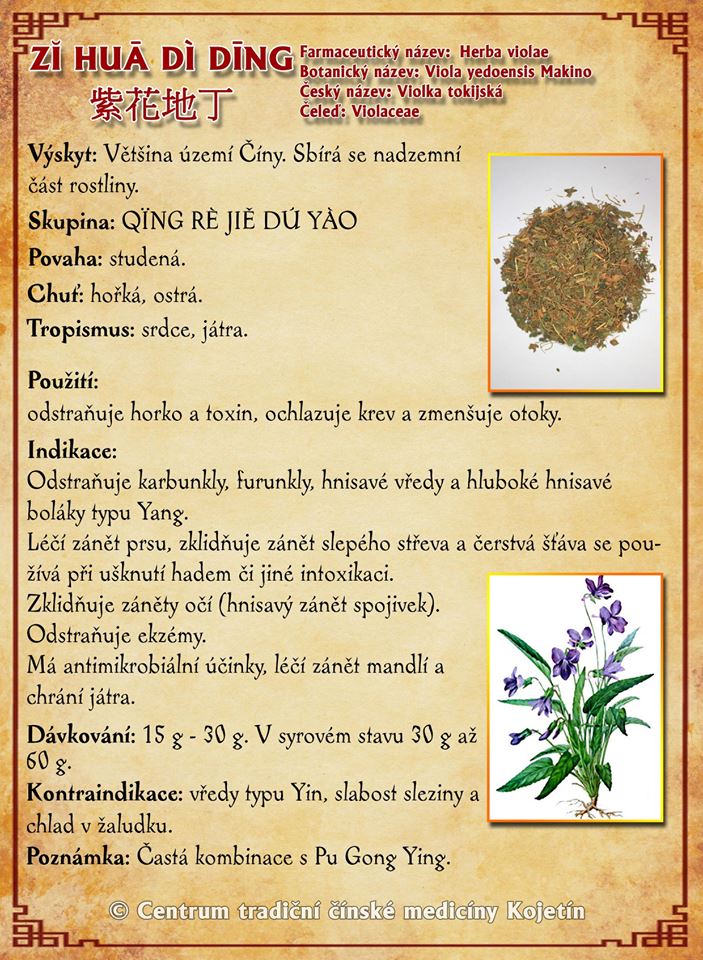 Právě si prohlížíte BYLINA – ZI HUA DI DING